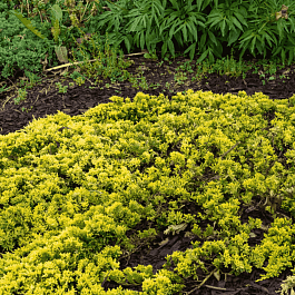 Можжевельник горизонтальный  Mother Lode