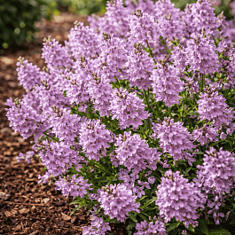 Вероника простёртая Mrs Holt