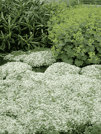 Тимьян ранний Albiflorus