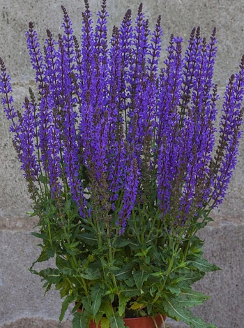 Сальвия дубравная Блаукенигин