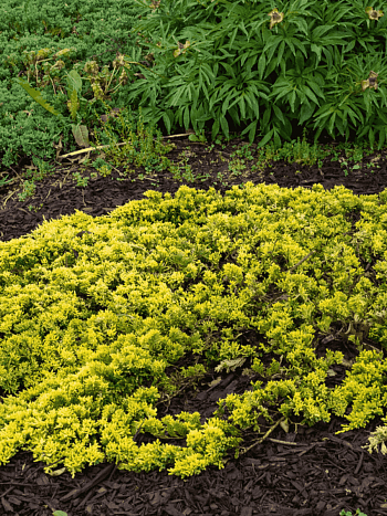 Можжевельник горизонтальный  Mother Lode