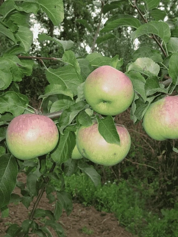 Яблоня Болотовское