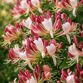 Жимолость каприфоль Inga