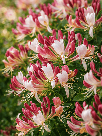 Жимолость каприфоль Inga