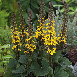 Бузульник узкоголовчатый Боттл Рокет