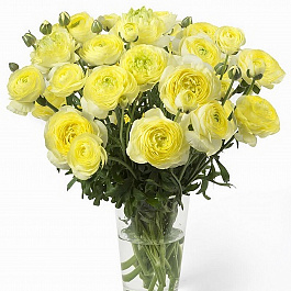 Лютик гибридный Романс Кемпер