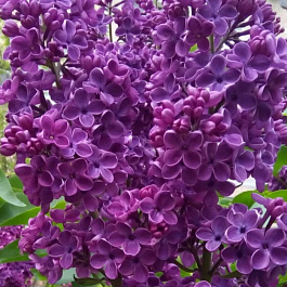 Сирень обыкновенная Адмирал Нахимов