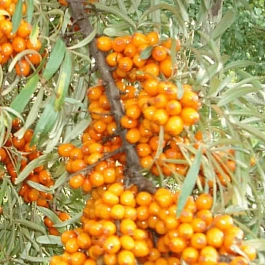 Облепиха Крушиновидная Nivelana