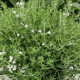 Тимьян лимоннопахнущий SUMMERDREAMS