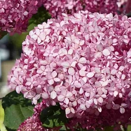 Гортензия древовидная Pink Annabelle