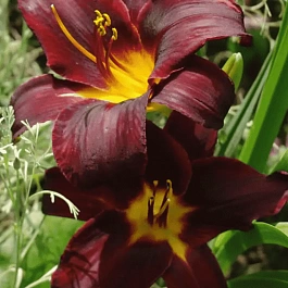 Лилейник Sweet Hot Chocolate