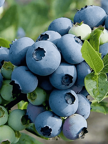 Голубика высокорослая Atlantik