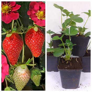 Земляника садовая Тоскана НАБОР 5ШТ