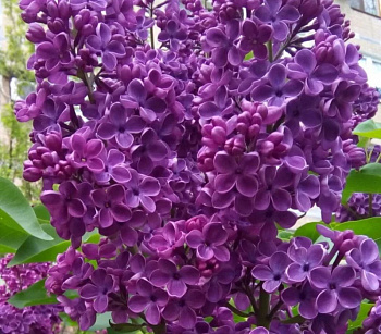 Сирень обыкновенная Адмирал Нахимов