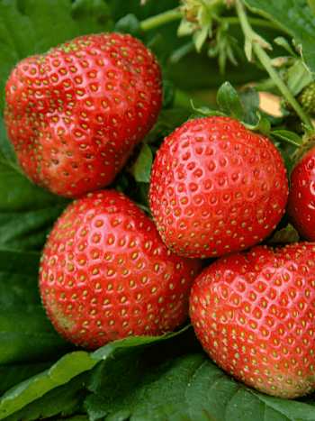 Земляника садовая Дели