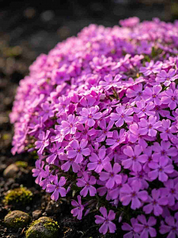 Флокс шиловидный Emerald Pink