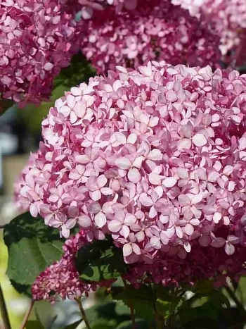 Гортензия древовидная Pink Annabelle