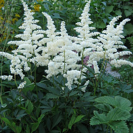 Астильба японская Аваланш