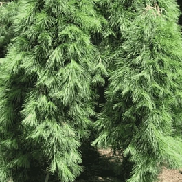 Сосна густоцветковая Pendula