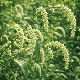 Горец развесистый