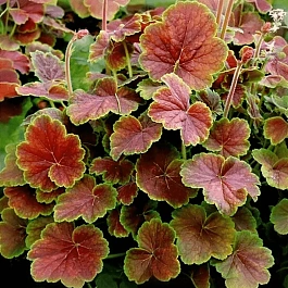 Гейхера Northern Exposure Sienna