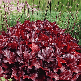 Гейхера Melting Fire