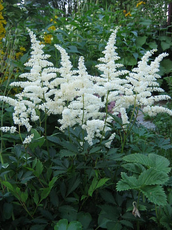 Астильба японская Аваланш