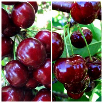 Дерево-сад (2-3 летка) вишня 2 сорта Жуковская-Ночка