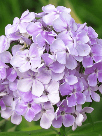 Флокс метельчатый Миниатюра