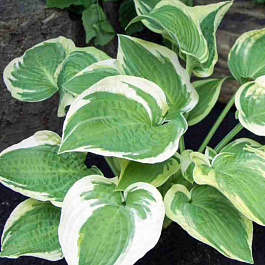 Хоста Austin Dickinson