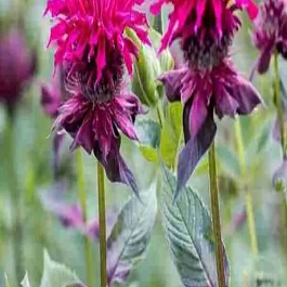 Монарда гибридная Raspberry wine