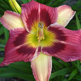 Лилейник гибридный Лонгфилдз Вудпекер