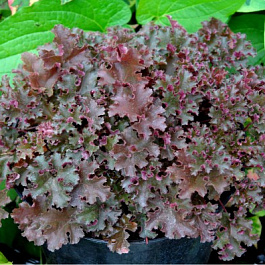 Гейхера гибридная Кримсон Кёрлс Гейхера гибридная Кримсон Кёрлс