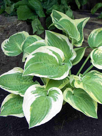 Хоста Austin Dickinson