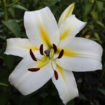 Лилия ОТ-гибрид Бадлайт НАБОР 2ШТ (1+1)