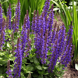 Шалфей дубравный Sensation Medium Deep Blue