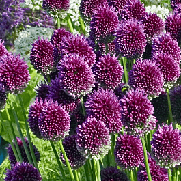 Лук декоративный Shpaerocephalon