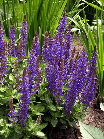 Шалфей дубравный Sensation Medium Deep Blue