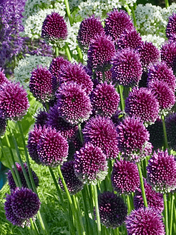 Лук декоративный Shpaerocephalon