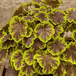 Гейхерелла Solar Eclipse