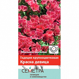 Годеция крупноцветковая Красна девица