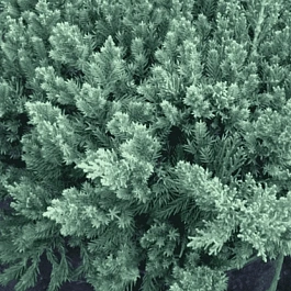 Можжевельник китайский San Jose