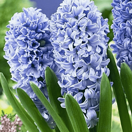 Гиацинт Delft Blue