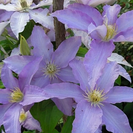 Клематис гибридный Anna German