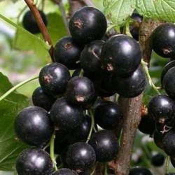 Смородина черная Атаман