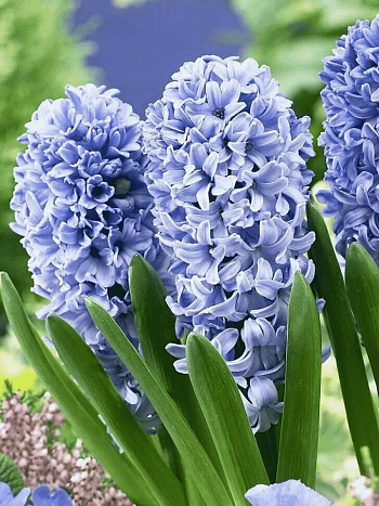 Гиацинт Delft Blue