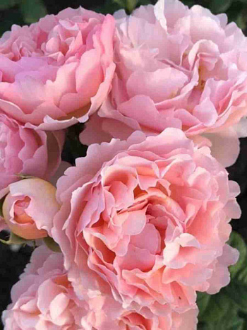 Роза чайно-гибридная  Princesse Charlene de Monaco