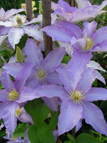 Клематис гибридный Anna German