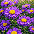 Астра альпийская Violet