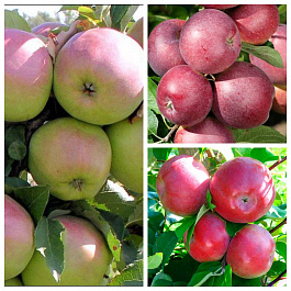 Дерево-сад (2-3х летка) яблоня 3 сорта Синап Орловский-Спартан-Лобо